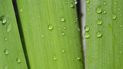 Rain drops on a green leaf. Stock Footage 73822380