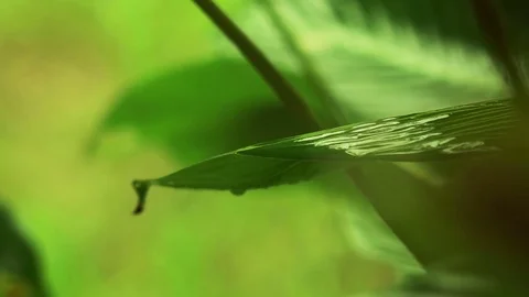 Rain Drops on Green Leaf Stock Footage 75961777