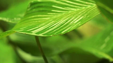 Rain Drops on Green Leaf Stock Footage 75962033