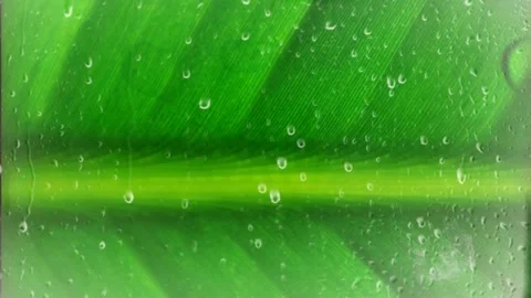 Rain Drops on Green Leaf Stock Footage 142735441