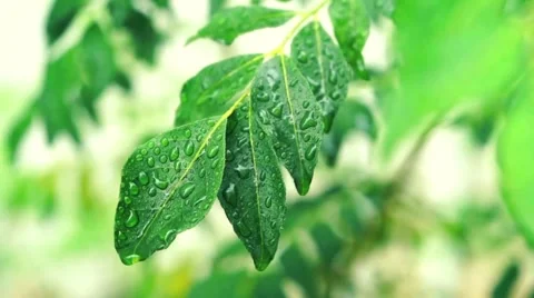 Rain Drops on Green Leaf Stock Footage 265432975