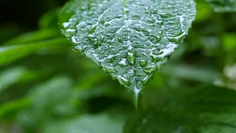 A rain drops on green leaf, macro close up Stock Footage 71251030