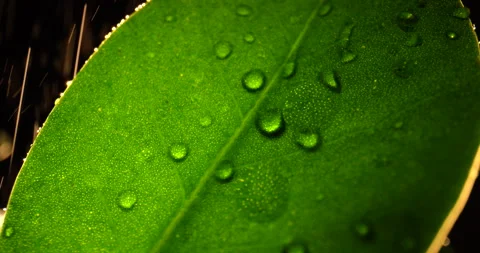 A rain drops on green leaf, macro close up. Stock Footage 169865442
