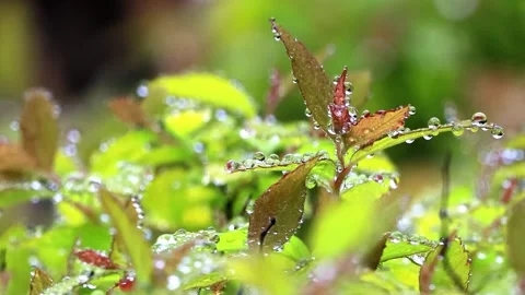 Rain drops on green leaf macro Stock Footage 246182797
