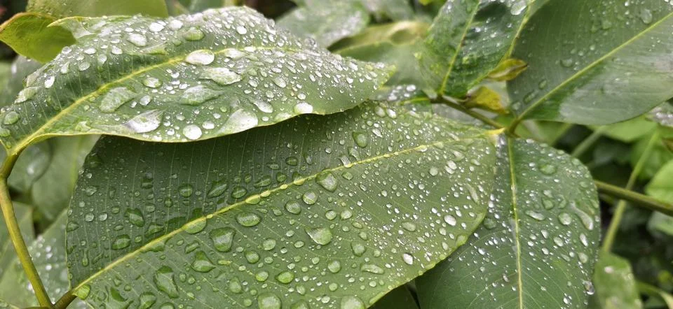 Rain drops on the green leaf macro details Stock Photos
