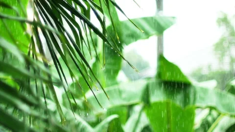 Rain drops into green leaf. Natural texture juicy leaf in rain day. Stock Footage 115315486