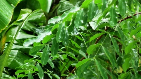 Rain drops into green leaf. Natural texture juicy leaf in rain day. Video stock 115315879