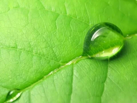 Rain drops on a green leaf Stock Photos