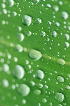The rain drops on a green leaf Stock Photos