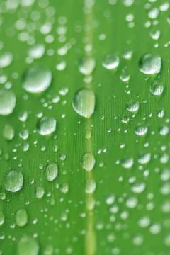 The rain drops on a green leaf Stock Photos