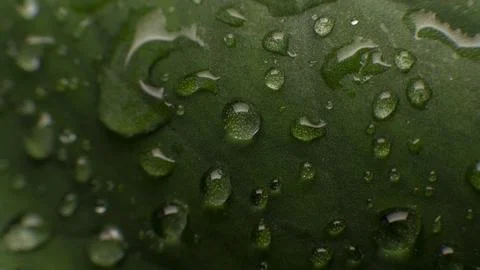 Rain Drops on Green Leaf Surface Stock Photos