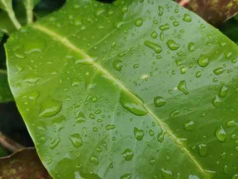 Rain drops on green leaf texture on background Stock Photos