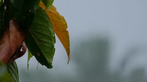 Rain drops on the green leaves, calm and relax moment Stock Footage 140398523