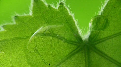 Rain drops on green leaves. Stock Footage 371081