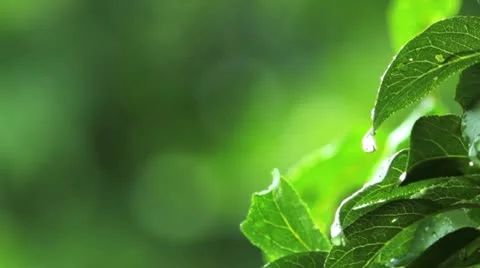 Rain drops on green leaves Stock Footage 11893389