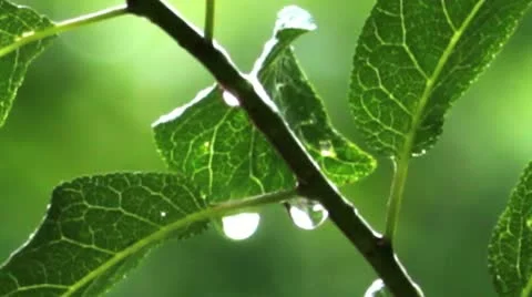 Rain drops on green leaves Stock Footage 20451734