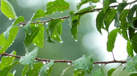 Rain drops on green leaves Stock Footage 20452793