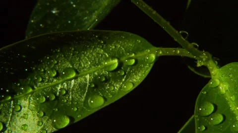 Rain drops on green leaves Stock Footage 45623491