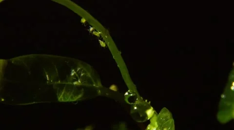 Rain drops on green leaves Stock Footage 45623522