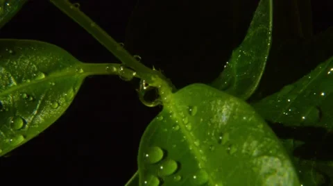 Rain drops on green leaves Stock Footage 45623525
