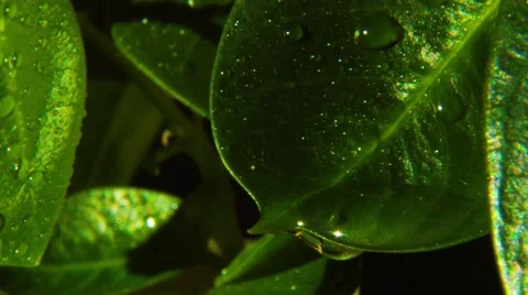 Rain drops on green leaves Stock Footage 45623534