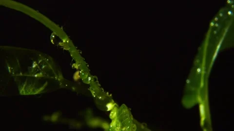 Rain drops on green leaves Stock Footage 45623574