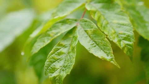 Rain Drops On Green Leaves Video stock 81500463