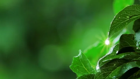 Rain drops on green leaves Stock Footage 126026531