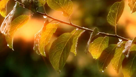 Rain drops on green leaves Stock Footage 126026541