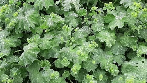 Rain drops on green leaves Stock Footage 135167598