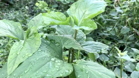 Rain drops in the green leaves Stock Footage 136461147