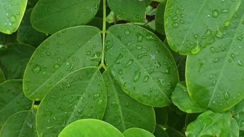 Rain drops on green leaves. Stock Footage 159633096