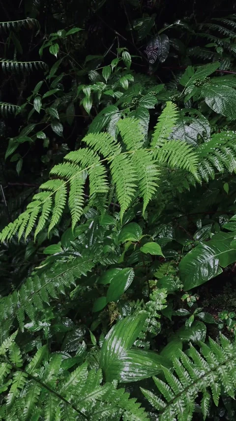 Rain drops on the green leaves Stock Footage 277858273