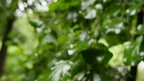 Rain Drops On Green Leaves Summer Day Stock Footage