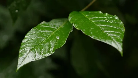 Rain Drops On Green Leaves Summer Day Stock Footage