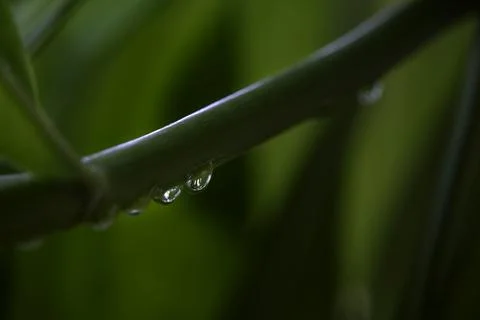 Rain Drops on Green Stem Close Up Stock Photos