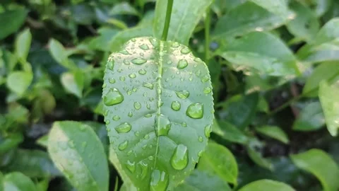 Rain drops on Green tea leaves at tea estate, Selective focus. Stock Footage 220350417