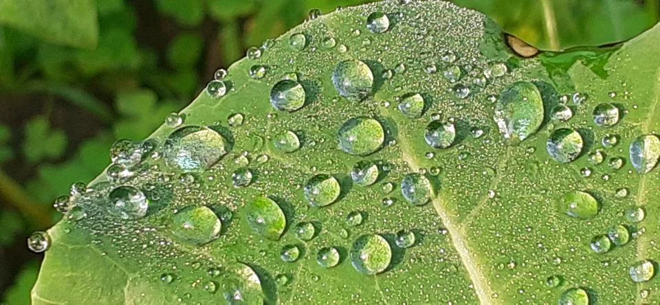 Rain Drops on Green Tree Leaf Foto stock