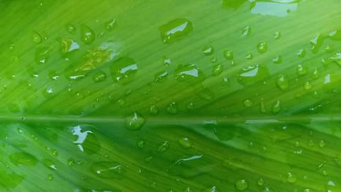 Rain drops on green tumeric leaf Stock Photos