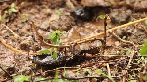 Rain drops on the ground after heavy rain down pour in the forest. Stock Footage 172084193