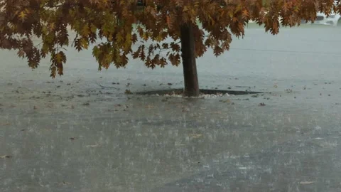 Rain drops on the ground and oak tree in the background. Autumn. Horizontal Stock Footage 221089285