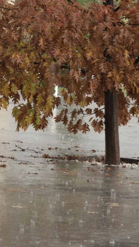 Rain drops on the ground and oak tree in the background. Autumn. Vertical Stock Footage 221089302