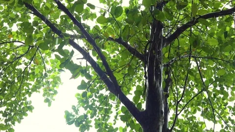 Rain Drops, Heavy Rain With Trees, Season Stock Footage 136144514
