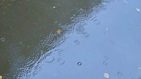 Rain drops hit a calm body of water, causing ripples to form. Leaves float on 스톡 동영상 344668114