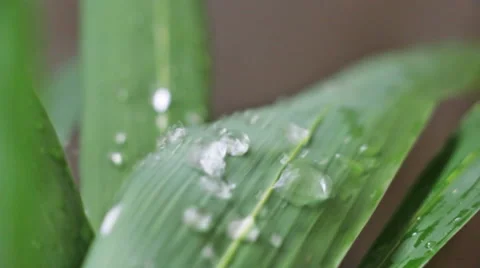 Rain Drops Hitting Leaves Stock Footage 50082724
