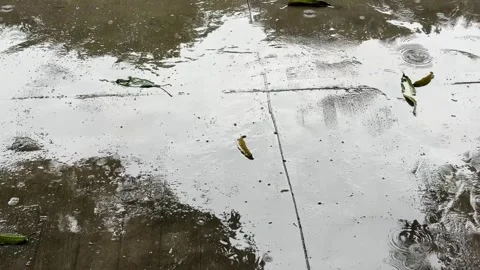 Rain drops hitting a wet concrete sidewalk with scattered leaves and puddle.. 库存影片 336151431