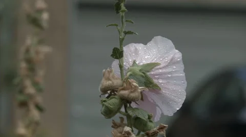 Rain Drops on Hollyhock Flower Stock Footage 53367997