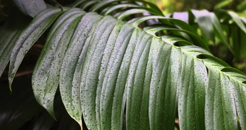 Rain drops on a huge palm leaf, 4K super slomo Stock Footage 254203172