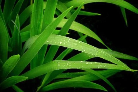 Rain drops Stock Illustration