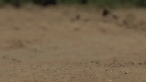 Rain drops impacting sand imapcts create mini dirt explosions splashes Stock Footage 71112274